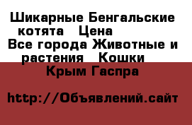 Шикарные Бенгальские котята › Цена ­ 25 000 - Все города Животные и растения » Кошки   . Крым,Гаспра